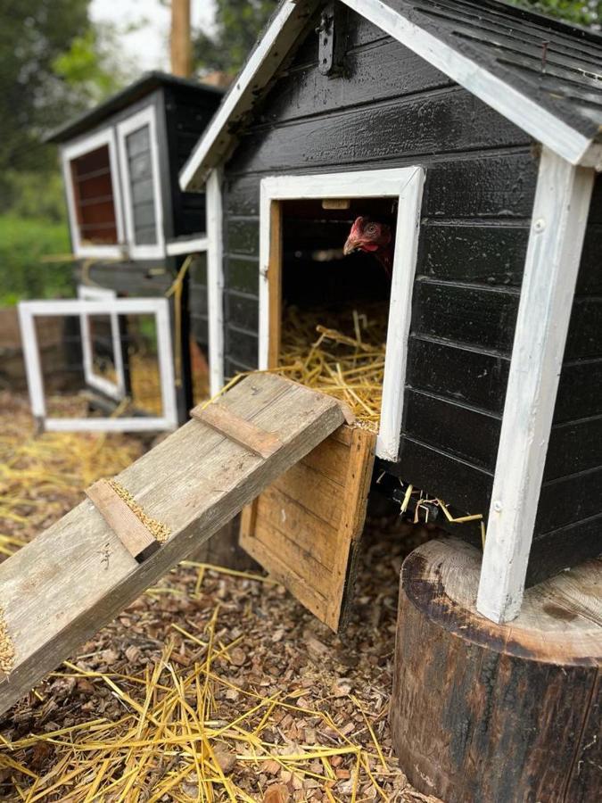 Fen Meadows Glamping - Luxury Cabins And Bell Tents Cambridge  Eksteriør billede
